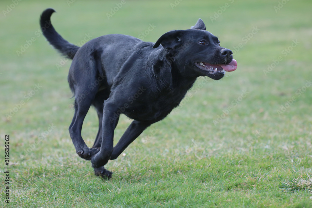 Junger Labrador rennt über eine Wiese Junger Labrador rennt über eine Wiese