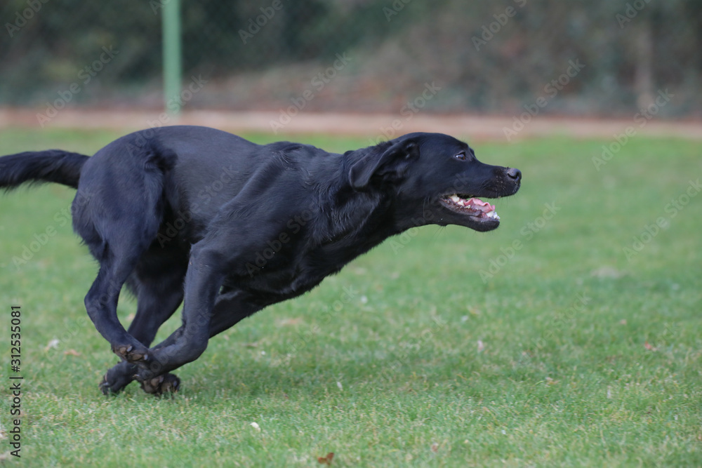 Junger Labrador rennt über eine Wiese