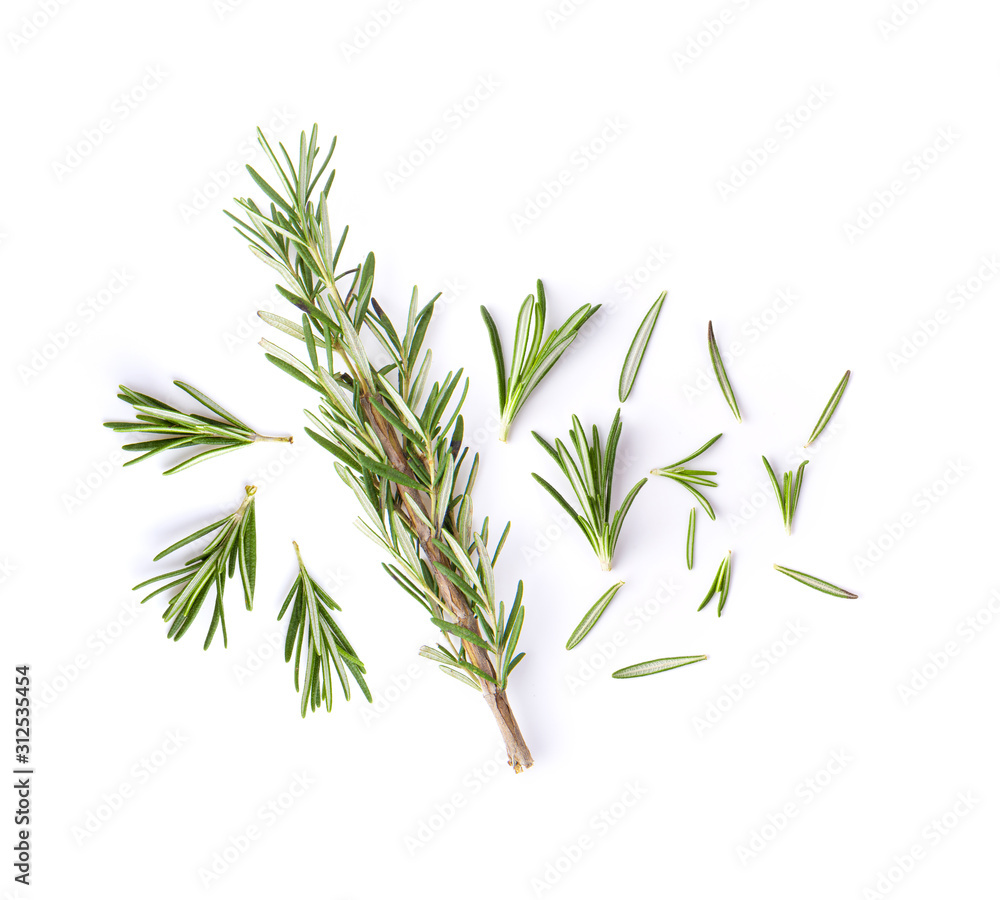 fresh rosemary isolated on white background.