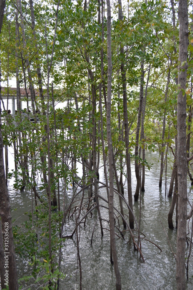 Obraz premium trees in the forest