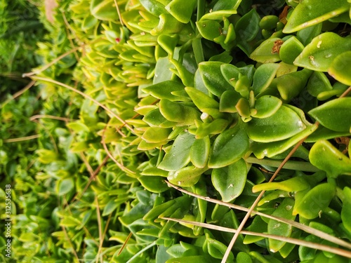 leaves of tree in spring