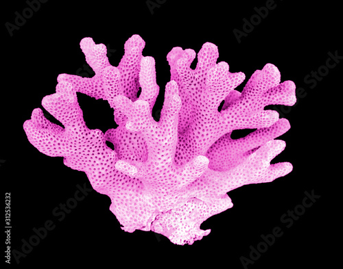 Coral isolated on black background