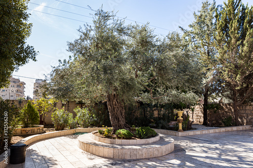 Old olive tree grows in the courtyard of the Greek Monastery - Shepherds Field in Bayt Sahour, a suburb of Bethlehem. in Palestine