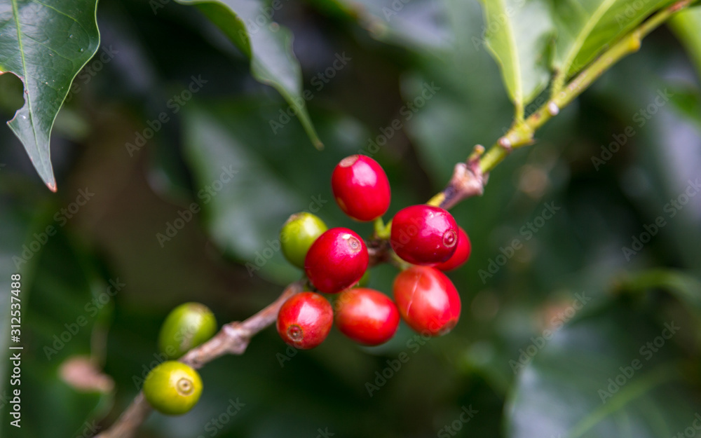 coffee beans before harvest, Alajuela region, Costa Rica coffee beans before harvest, Alajuela region, Costa Rica