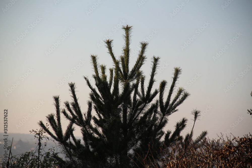 Obraz premium Araucaria