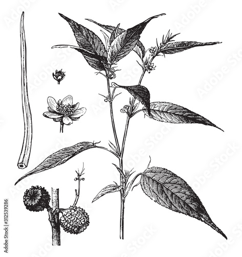 Jute plant (Corchorus capsularis) / vintage illustration from Brockhaus Konversations-Lexikon 1908
