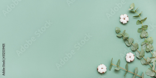Fresh eucalyptus branches with cotton flowers on green background.