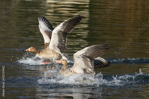 The greylag gooses (Anser anser) landing on the lake.
