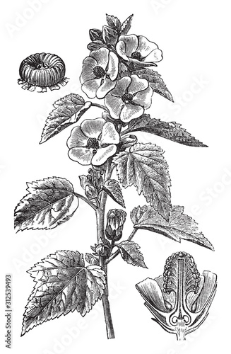Marshmallow (Althaea officinalis) / vintage illustration from Brockhaus Konversations-Lexikon 1908