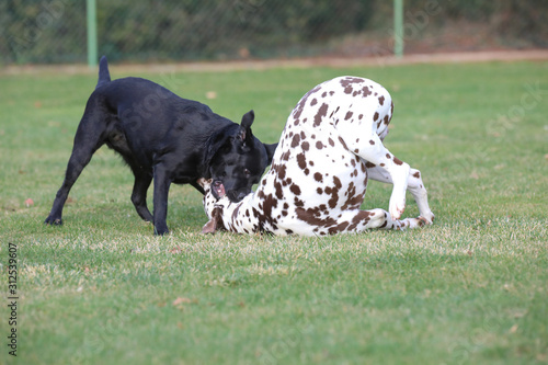 Wallpaper Mural Labrador und Dalmatiner spielen zusammen auf einer Wiese Torontodigital.ca