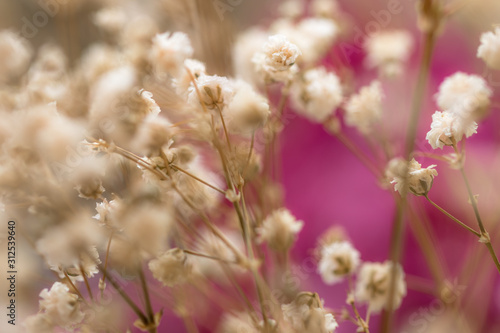 Flores secas e fundo rosa © JCLobo