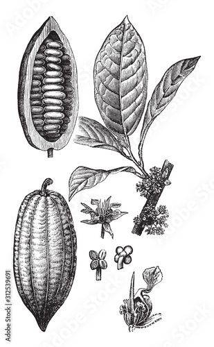 Cacao tree (Theobroma cacao) / vintage illustration from Brockhaus Konversations-Lexikon 1908
