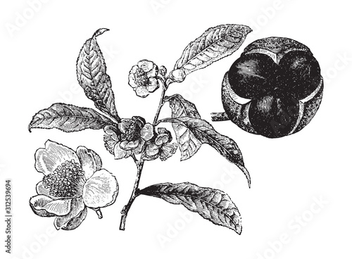 Green tea plant (Camellia sinensis) / vintage illustration from Brockhaus Konversations-Lexikon 1908