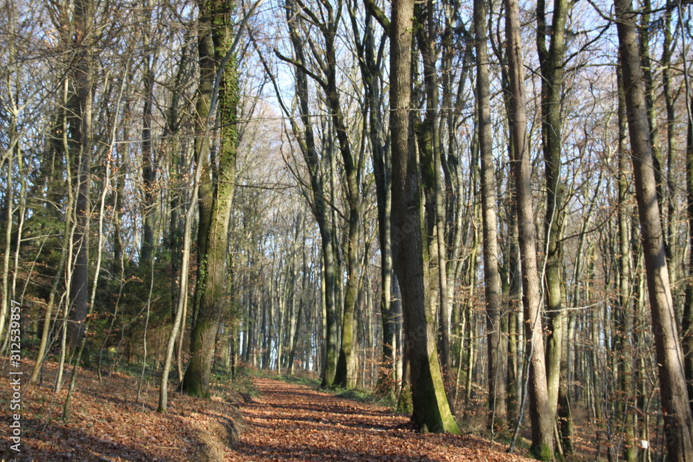 Obraz premium Forest natural landscape during winter