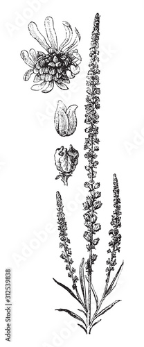 Yellow weed (Reseda luteola) / vintage illustration from Brockhaus Konversations-Lexikon 1908