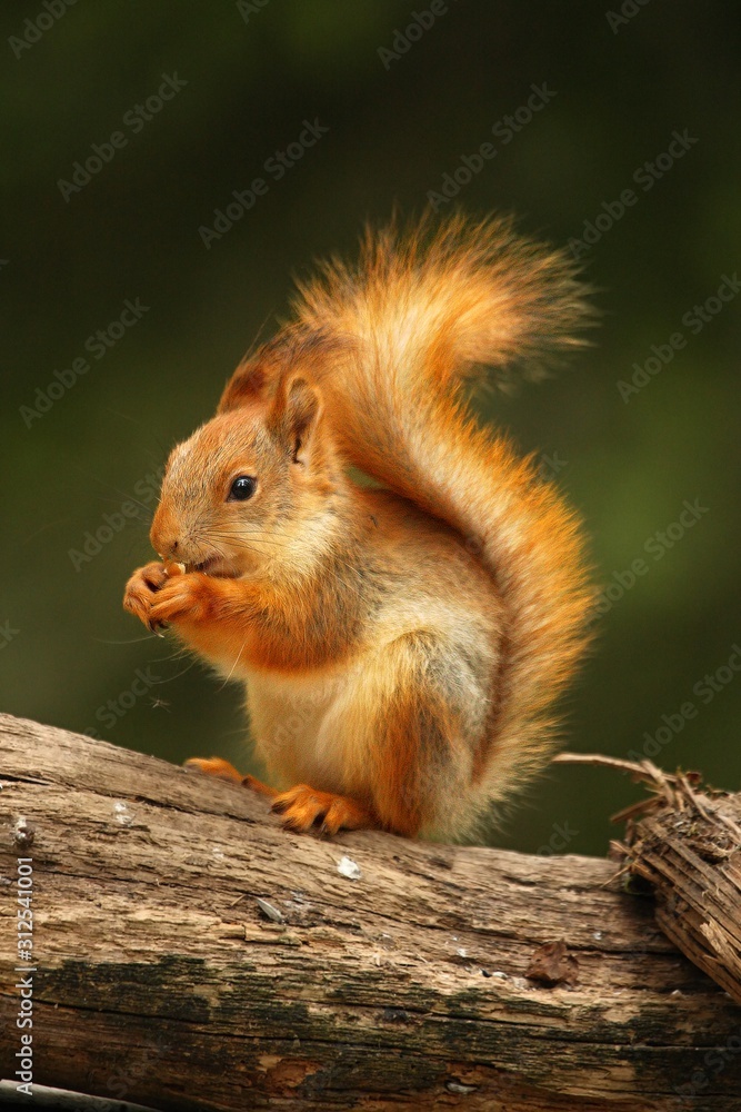 A red squirrel (Sciurus vulgaris) also called Eurasian red sguirrel sitting in branch in a green forest.