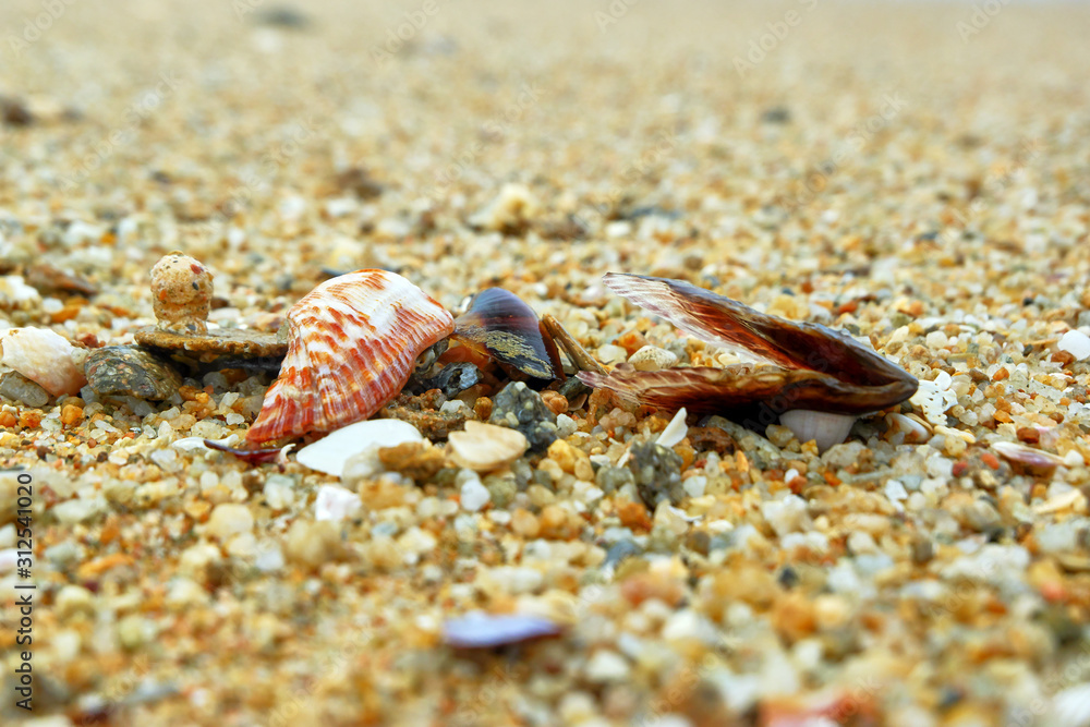 Shell on the sand