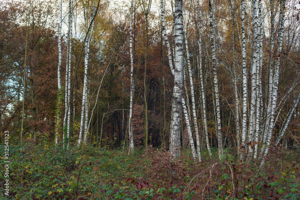 Obraz premium Birch trunks in autumn forest.