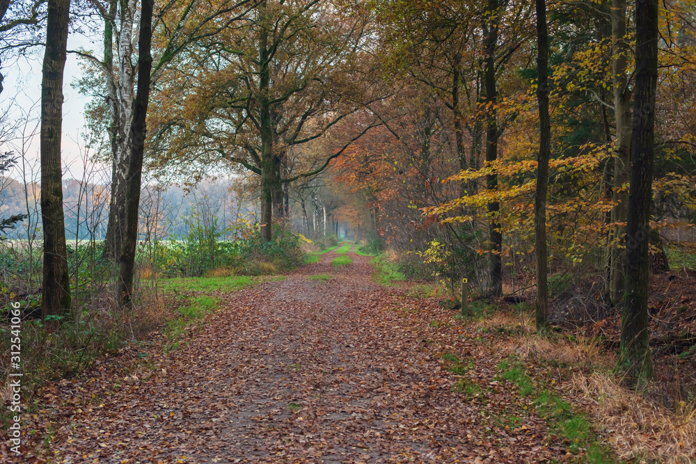 Pathway with fallen leaves in autumn forest. Pathway with fallen leaves in autumn forest.