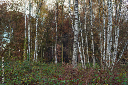 Birch trunks in autumn forest.