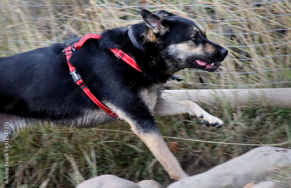 Young dog running with grasses and wire fence as background Young dog running with grasses and wire fence as background