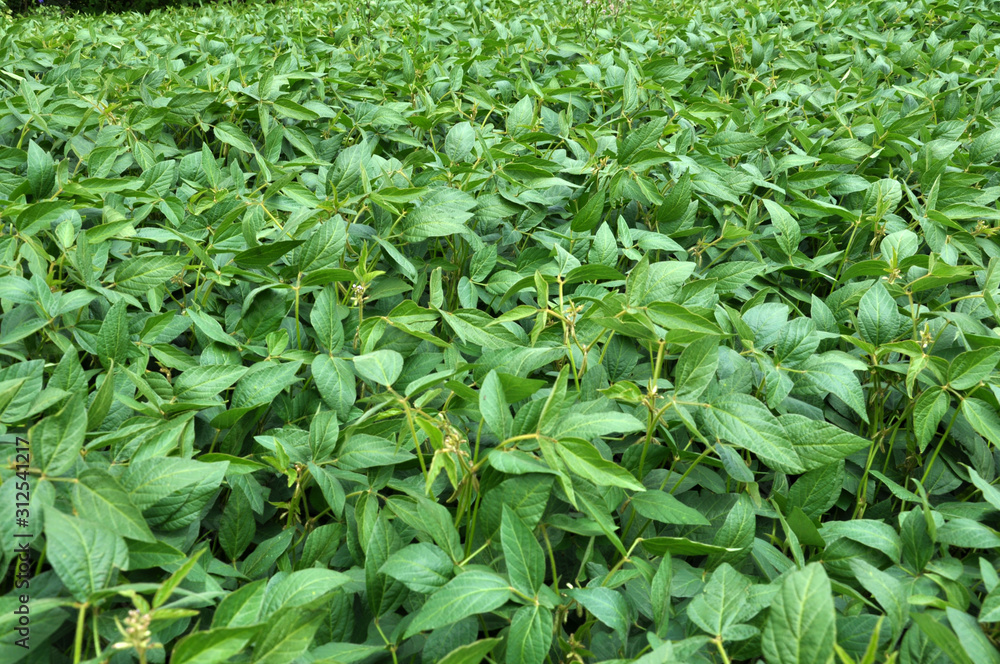 The field grows soy The field grows soy