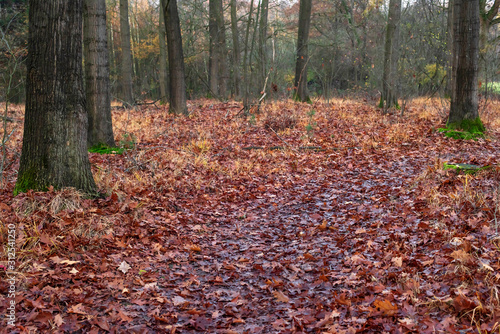 Autumn forest with ground covered with fallen leaves.