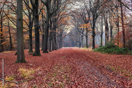 Path covered with fallen leaves in deciduous autumn forest.