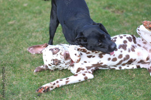 Labrador und Dalmatiner spielen zusammen auf einer Wiese photo