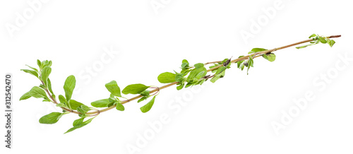 Canvas Print twig of marjoram (Origanum majorana) herb isolated