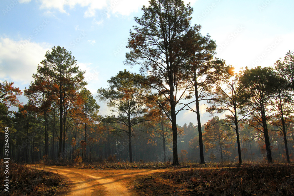 Beautiful dirt road with pine tree and warm sunlight in evening at Phuhinrongkla National Park, Phitsanulok, Thailand. Beauty of nature, Natural wallpaper and Landmark for travel Beautiful dirt road with pine tree and warm sunlight in evening at Phuhinrongkla National Park, Phitsanulok, Thailand. Beauty of nature, Natural wallpaper and Landmark for travel