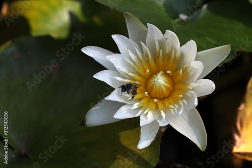 Close up bee on white lotus in the garden