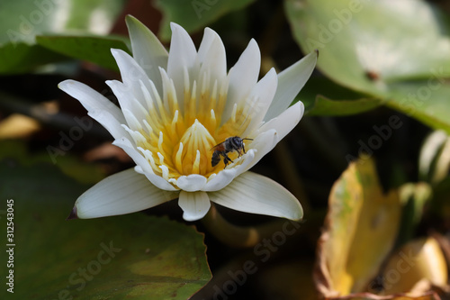 Close up bee on white lotus in the garden