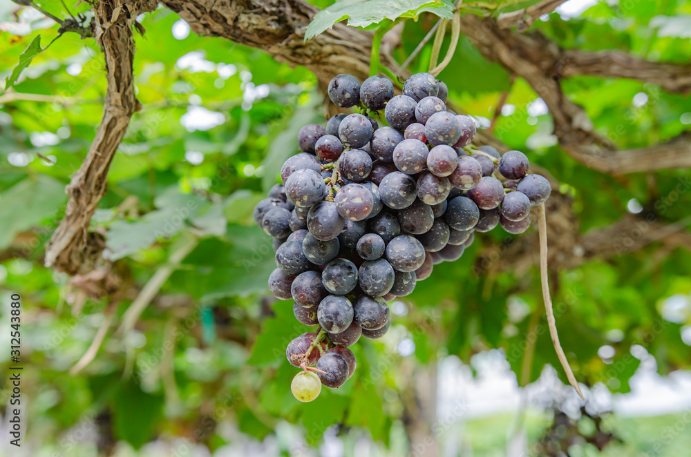 vineyard with ripe grapes in countryside vineyard with ripe grapes in countryside