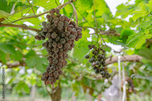 vineyard with ripe grapes in countryside 