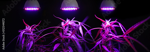 Plant sapling cannabis growing with LED grow light