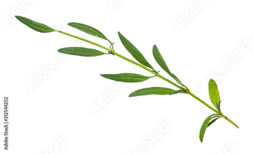 twig of fresh hyssop  hyssopus  herb isolated