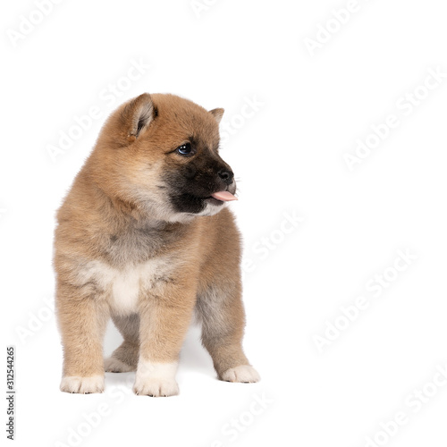 Shiba Inu puppy standing isolated in a white background showing his tongue looking right