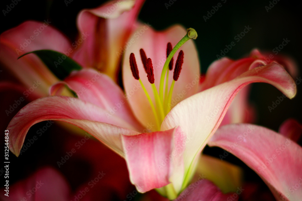 Close-up of an Oriental Lily - Flower - Close-Up - Lily