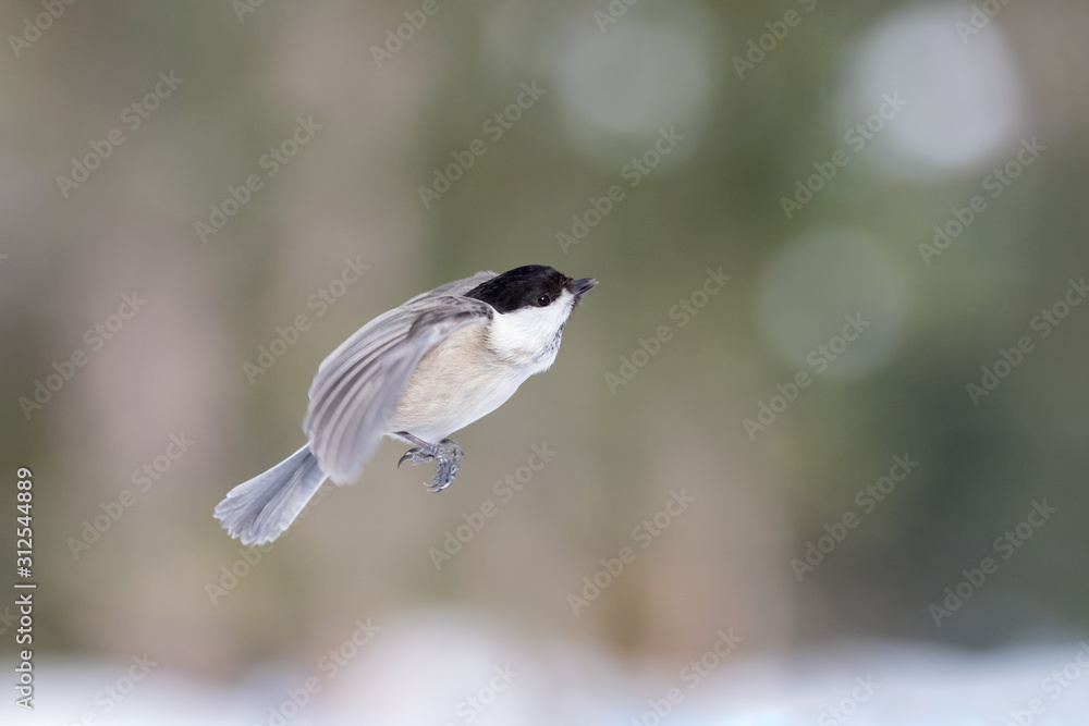Obraz premium Portrait of Marsh tit in flight (Poecile palustris)