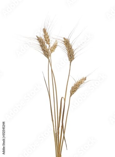 Dry wheat ears, crops isolated on white background