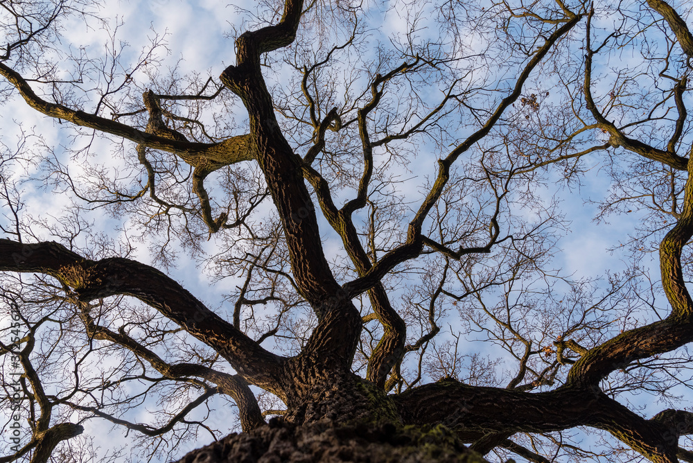 Fototapeta premium Tree tops of oak trees photographed from the ground in winter, tree tops in winter, bare oak trees, photographed from below, blue sky with small clouds