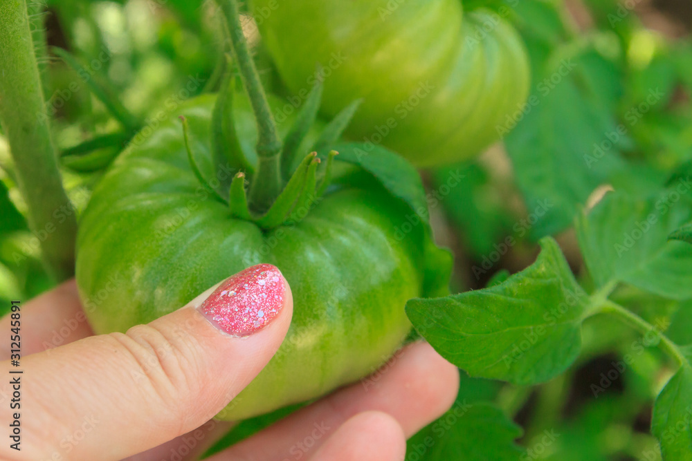 Woman's hand holding a green tomato on a branch in the greenhouse Woman's hand holding a green tomato on a branch in the greenhouse