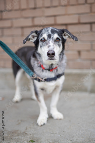 portrait of a cute dog on leash