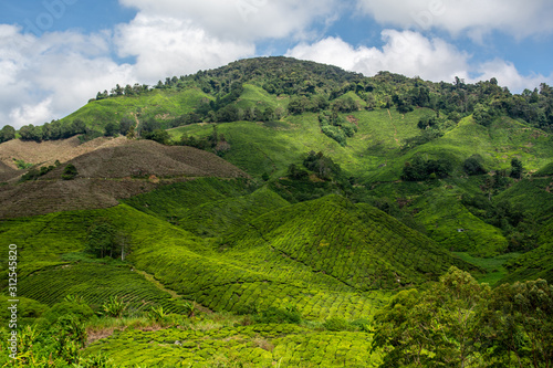 Die Cameron Highlands, Tee-Plantagen in Malaysia