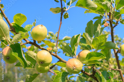 Mature apples hanging on a tree branch in the summer garden