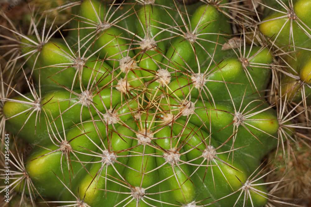 close up cactus in garden for nature pattern close up cactus in garden for nature pattern