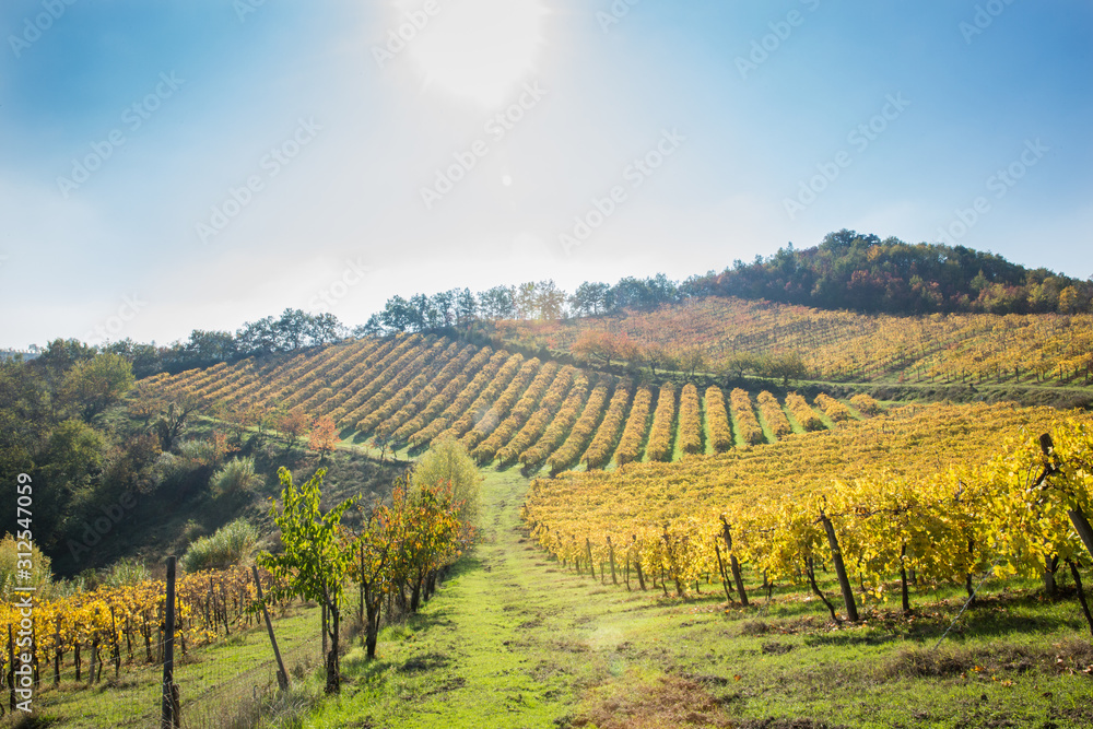 Grape Vines in Italy