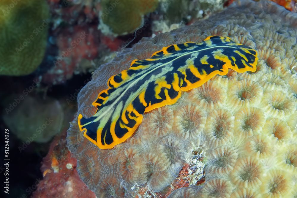 A flatworm with orange border crawls over the hard coral. Underwater photography, Philippines.