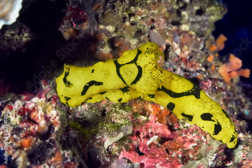 Yellow nudibranch (Notodoris minor) crawling on the coral reef. Underwater macro photography, Philippines. photo